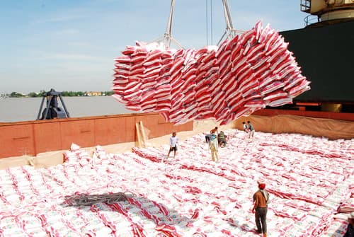 Giá lúa gạo tiếp tục xu hướng tăng