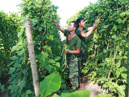Rau xanh phủ đường băng cũ