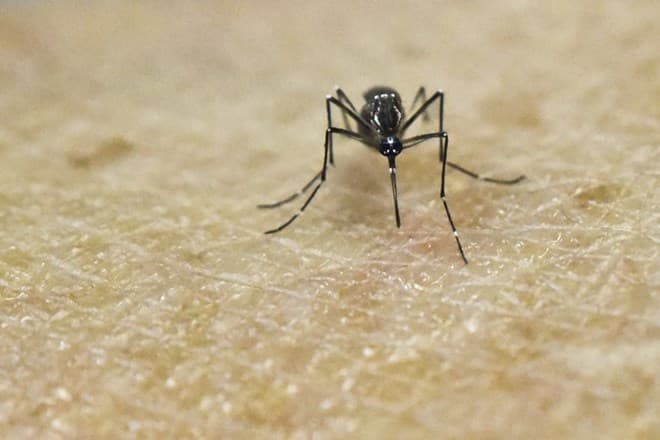 Mỹ "bật đèn xanh" dùng muỗi biến đổi gien chống virus Zika