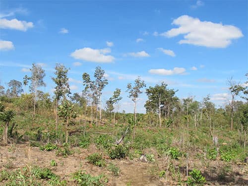 Đắk Lắk triển khai nhiều giải pháp đồng bộ phòng, chống cháy rừng