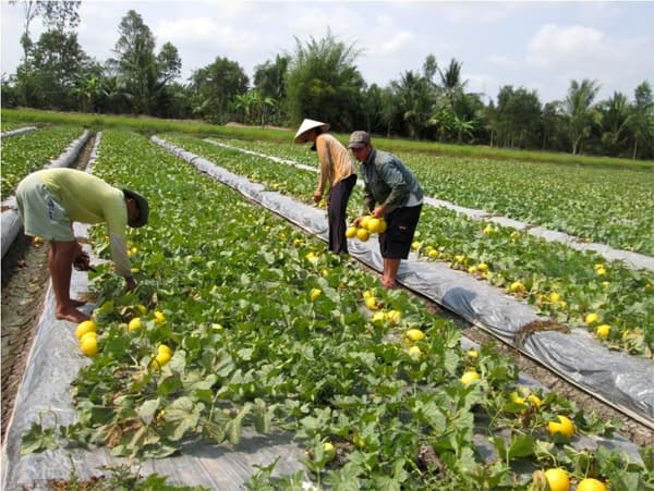 Chuyển đổi cơ cấu, mùa vụ để thích ứng với hạn, mặn