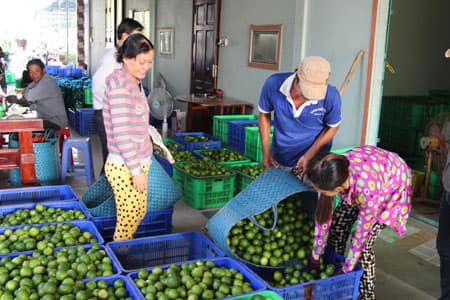 Làm gì để hợp tác xã nông nghiệp hoạt động hiệu quả?