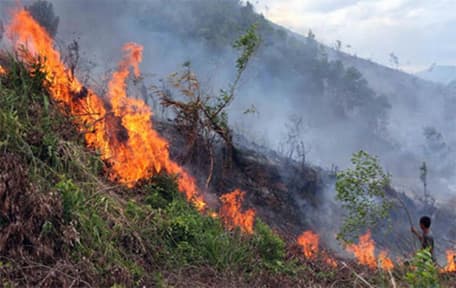 Đà Nẵng: Gần 3ha rừng bị thiêu rụi