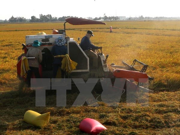 Xuất hiện cơn mưa “vàng” giúp giảm hạn, mặn ở Hậu Giang