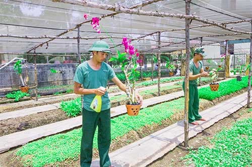 Hoa trên luống rau xanh