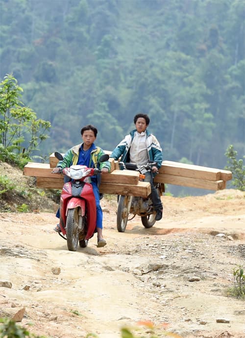 Gỗ lậu đang "cưỡi” xe máy ra khỏi rừng?