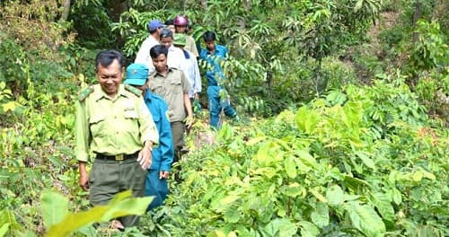 Tăng cường phối hợp trong bảo vệ và phát triển rừng