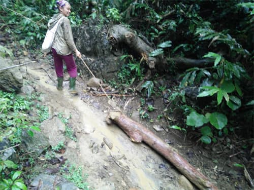 "Gỗ thơm” đứng trước nguy cơ cạn kiệt