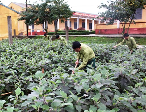 Nhiều biện pháp nâng chất lượng tăng gia