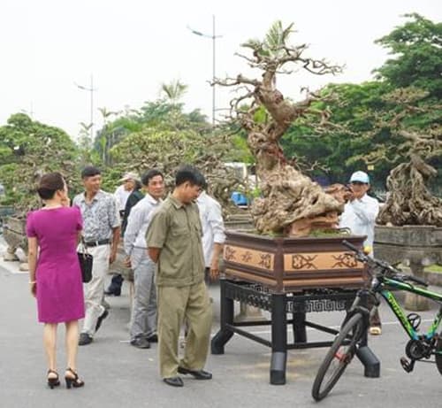 Hơn 7.500 tác phẩm trưng bày tại Liên hoan Sinh vật cảnh Thủ đô lần thứ nhất