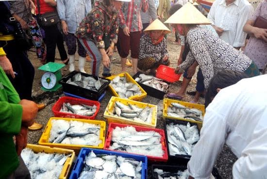 Cả hệ thống chính trị vào cuộc để khắc phục sự cố môi trường