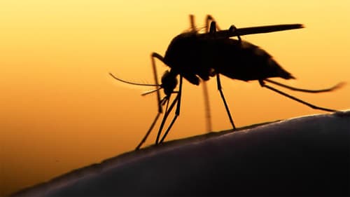 Chưa ghi nhận nguồn lây virus Zika cho nữ công dân Hàn Quốc