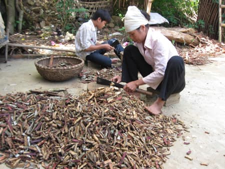 Khi nào cây thuốc mang lại hiệu quả kinh tế cao?
