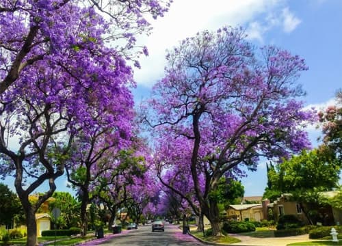 Những người dành tình yêu cho Đà Lạt
