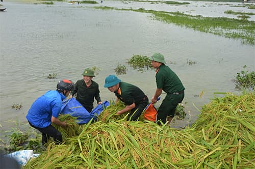Sát cánh cùng dân gặt lúa chạy lũ