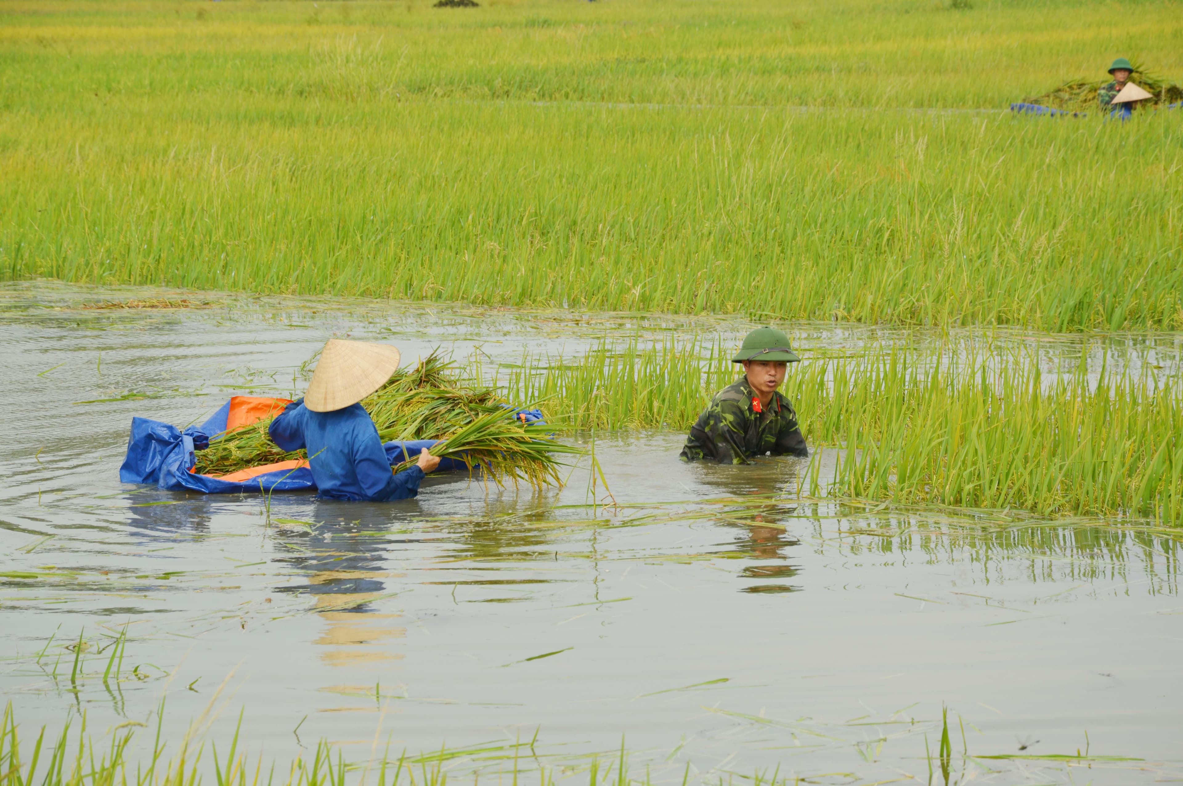 Lực lượng vũ trang huyện Sông Lô (tỉnh Vĩnh Phúc) cứu lúa giúp dân