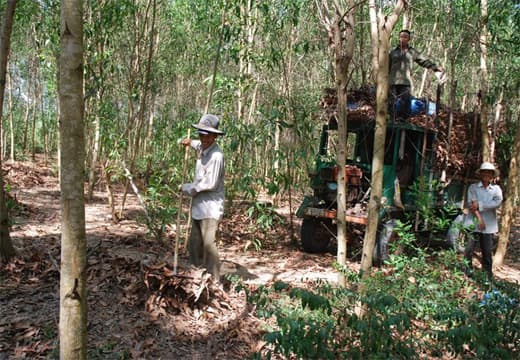 Tín dụng chính sách để phát triển kinh tế "xanh"
