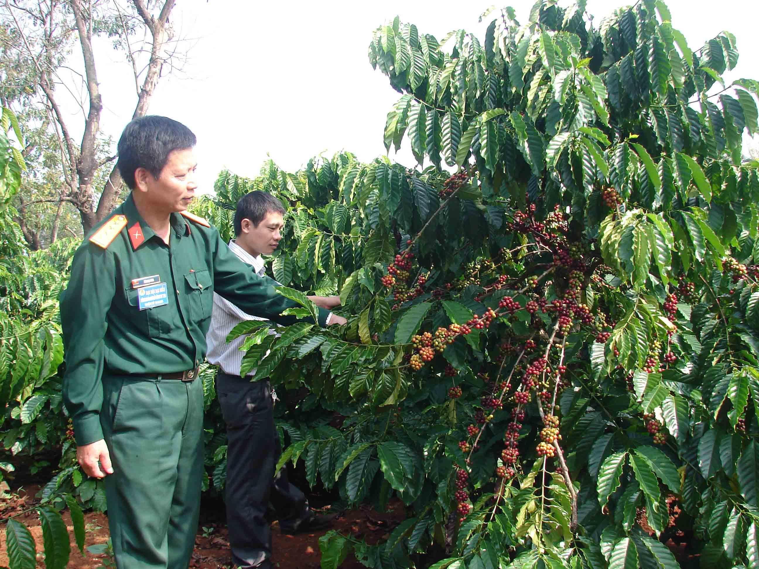 Công ty 715-Binh đoàn 15: Định hướng đúng, sản xuất giỏi