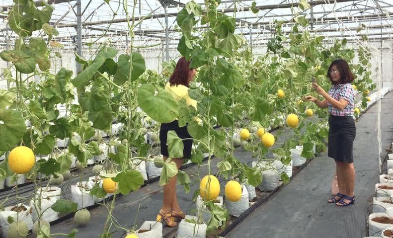 Ứng dụng công nghệ SmartAgri  vào sản xuất nông nghiệp công nghệ cao