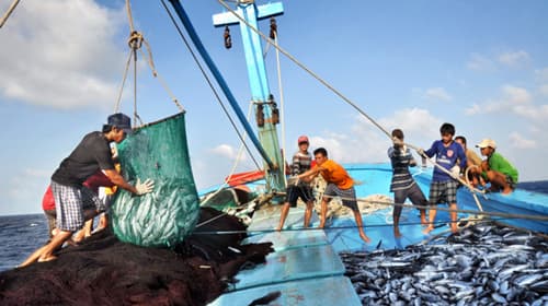 Quảng Trị: Tạo sinh kế cho người dân vùng biển sau hiện tượng hải sản chết hàng loạt