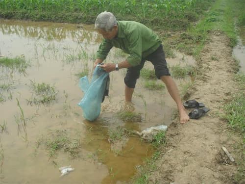“Ông môi trường” của đồng quê