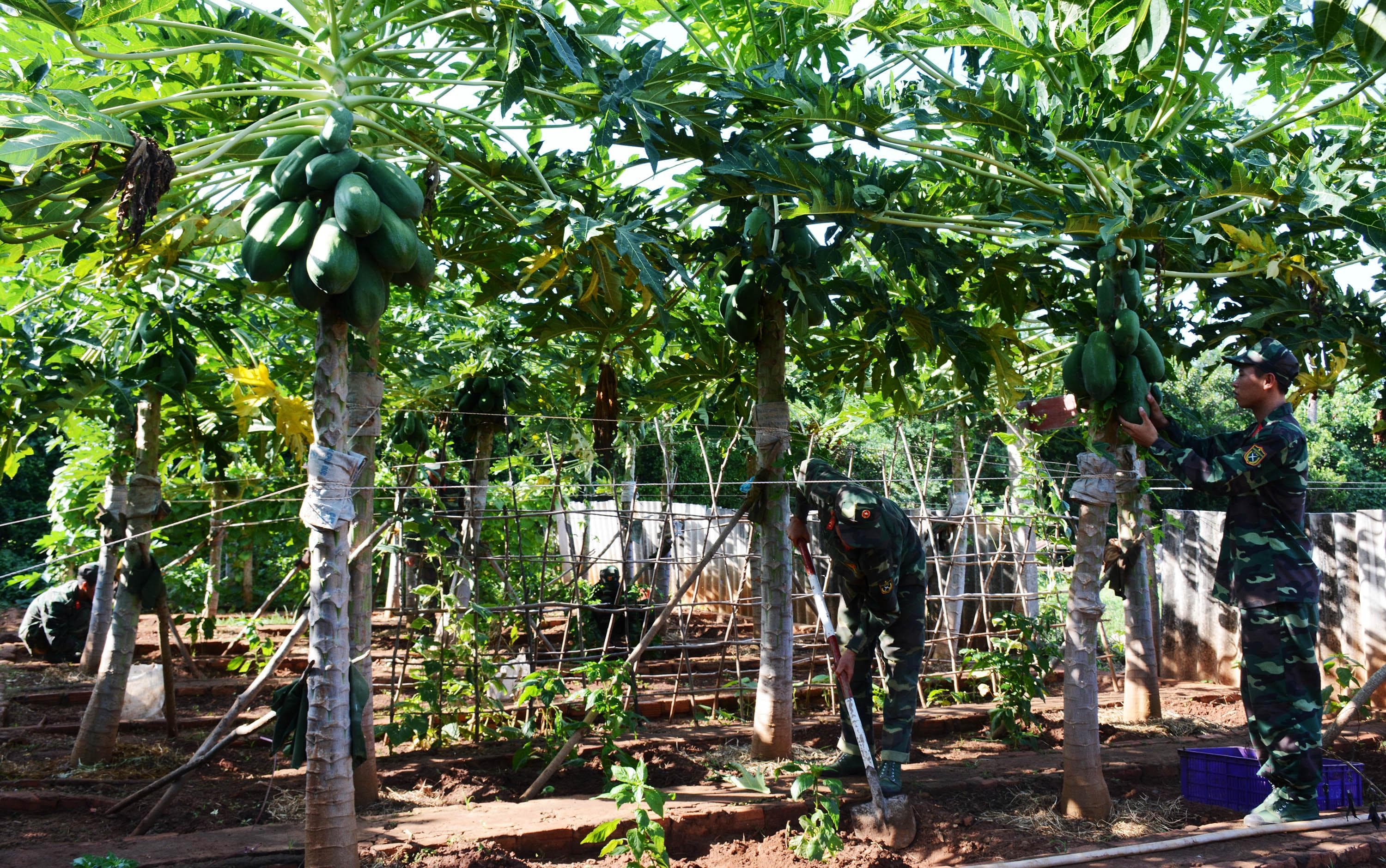 Xanh vườn, xanh đảo tiền tiêu