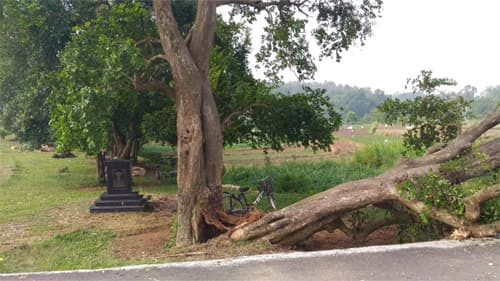 Cây di sản Việt Nam tan hoang sau bão