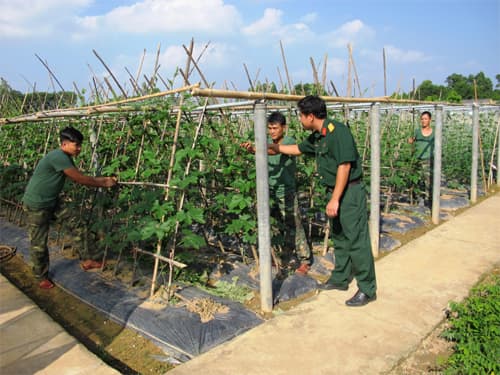 Hiệu quả mô hình tăng gia sản xuất tập trung