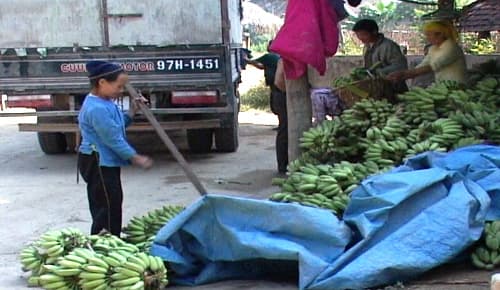 2,5 triệu AUD hỗ trợ phụ nữ Việt Nam