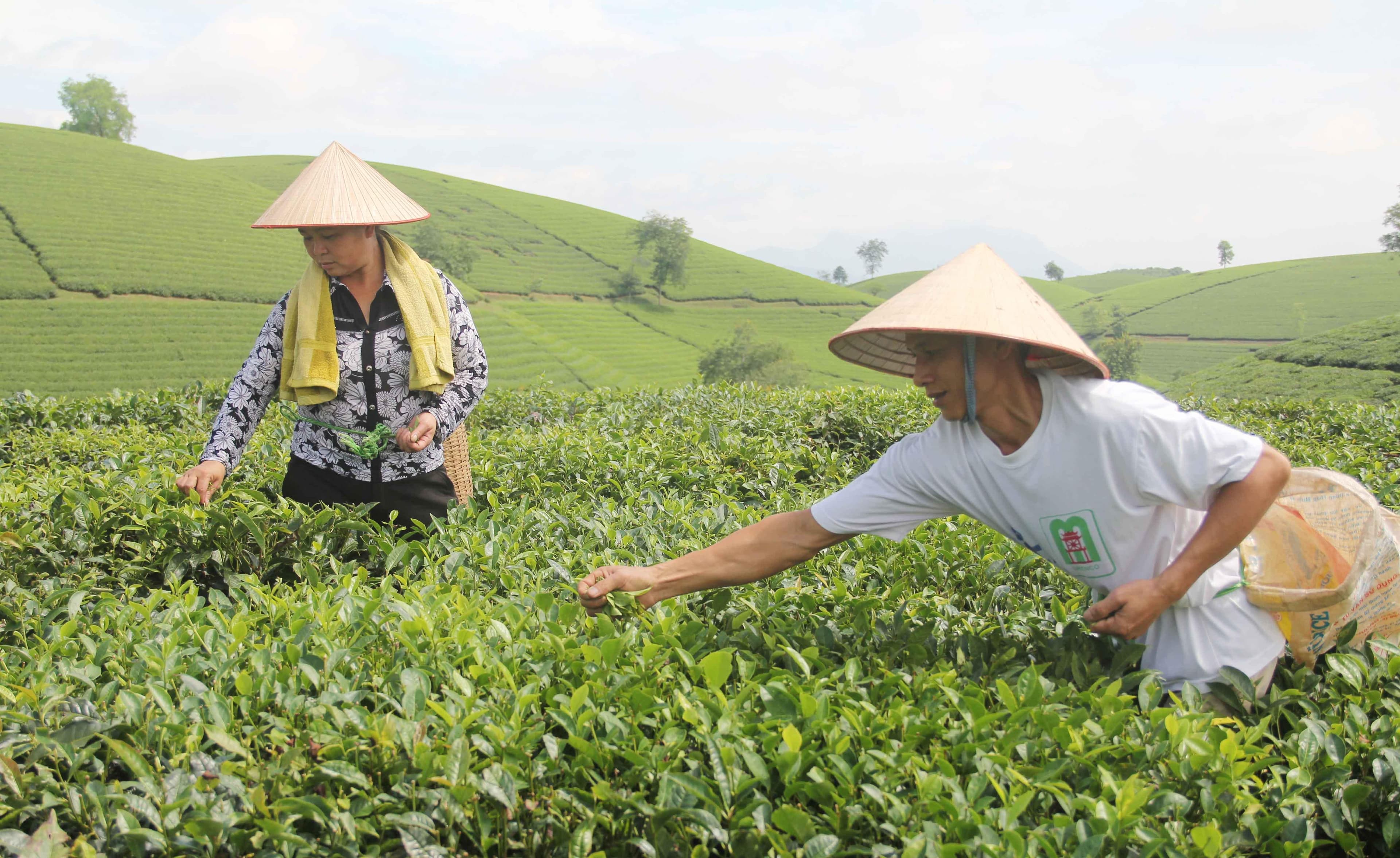 Tìm hướng đi cho mô hình chè sạch ở Long Cốc