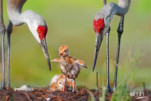 Thông điệp sâu sắc từ “Sải cánh hoang dã”