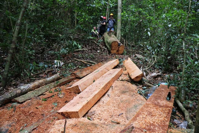 Tình trạng phá rừng tại Lâm Đồng diễn biến phức tạp