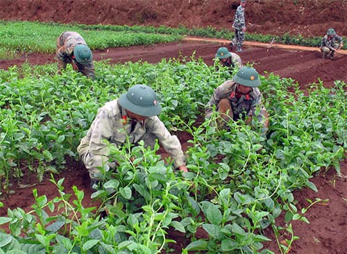 Tăng gia giỏi từ quỹ đất hạn hẹp