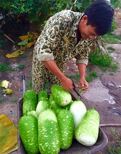 Có vườn rau tốt, có bữa ăn ngon