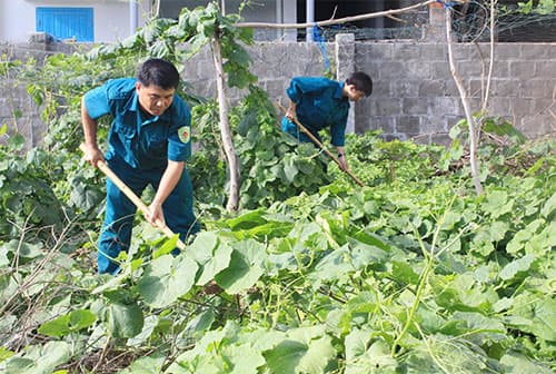 Vườn rau của dân quân trên đảo