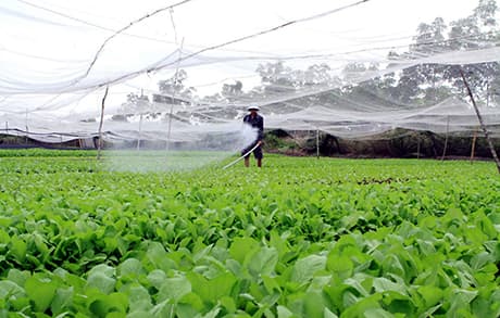 Tiếp tục miễn, giảm thuế sử dụng đất nông nghiệp đến hết năm 2020
