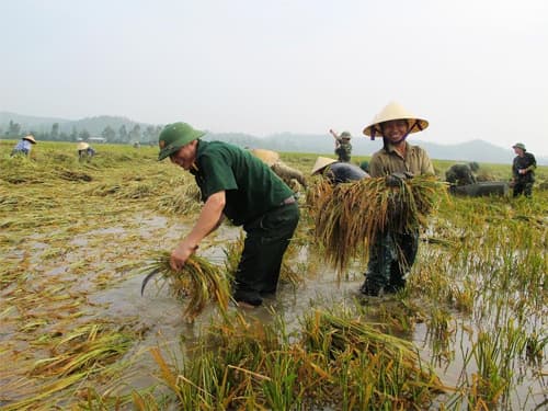 Giúp dân thu hoạch lúa "chạy đua" với nước lụt