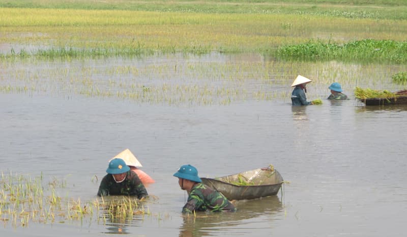 Bộ CHQS tỉnh Nghệ An: Huy động lực lượng giúp dân thu hoạch lúa do ngập úng
