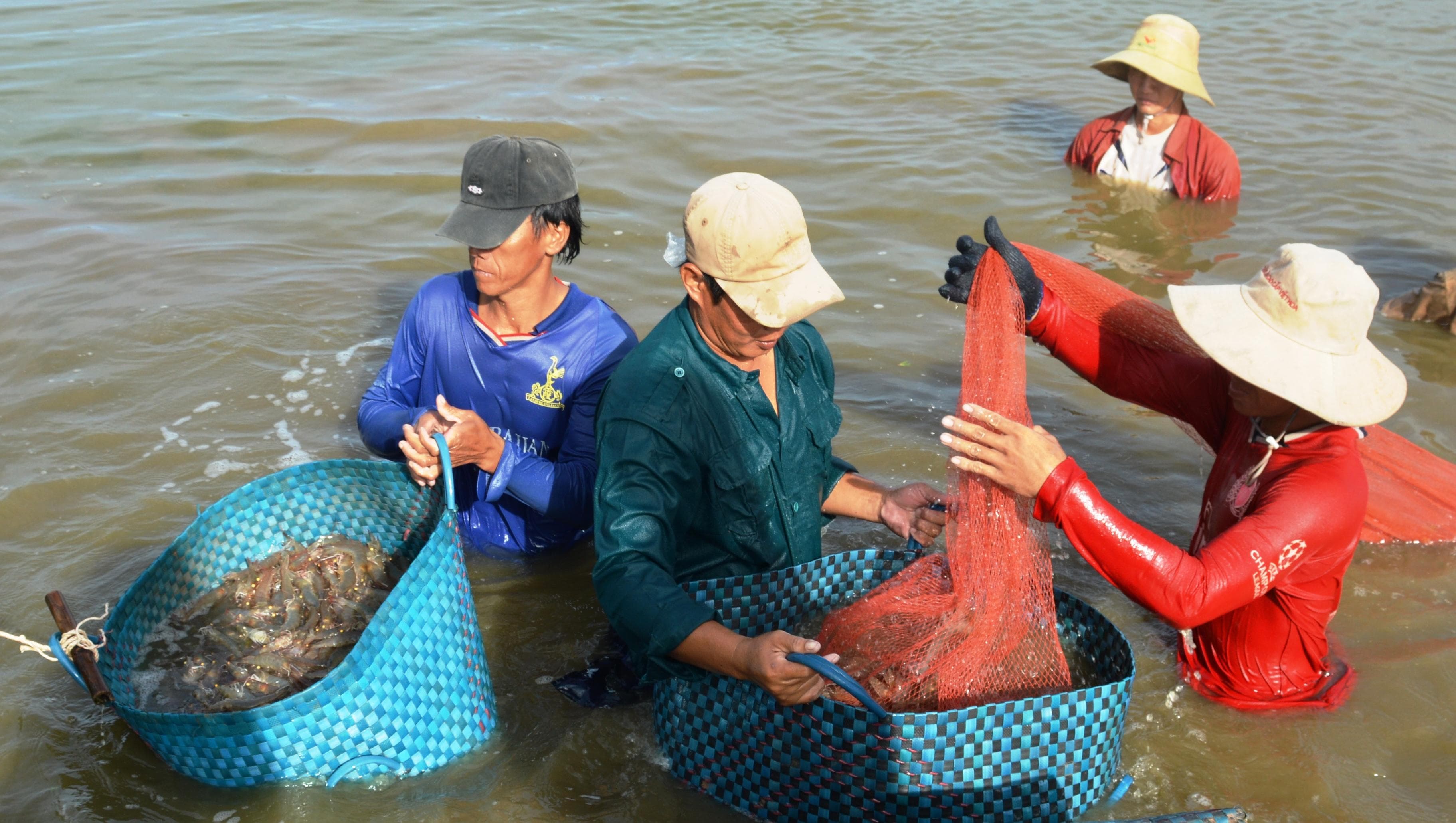 Nhiều thách thức trong tái cơ cấu nông nghiệp ở Sóc Trăng