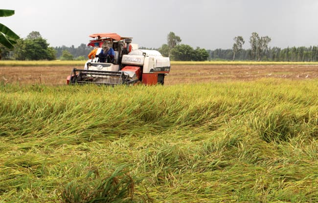 Chủ động liên kết vùng và tiểu vùng trong quy hoạch và sản xuất