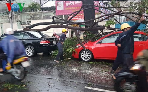 TP Hồ Chí Minh: Mưa to, cây xanh đổ ngã đè bẹp nhiều ô tô đắt tiền