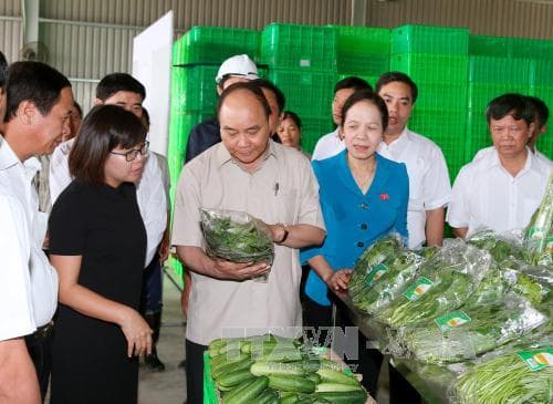 Thủ tướng Nguyễn Xuân Phúc thăm Dự án đầu tư Nông nghiệp ứng dụng công nghệ cao VinEco- Hải Phòng