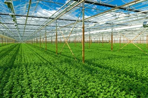 XÂY DỰNG NỀN NÔNG NGHIỆP XANH
