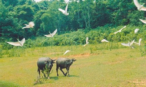 Thông tin từ đường dây nóng
