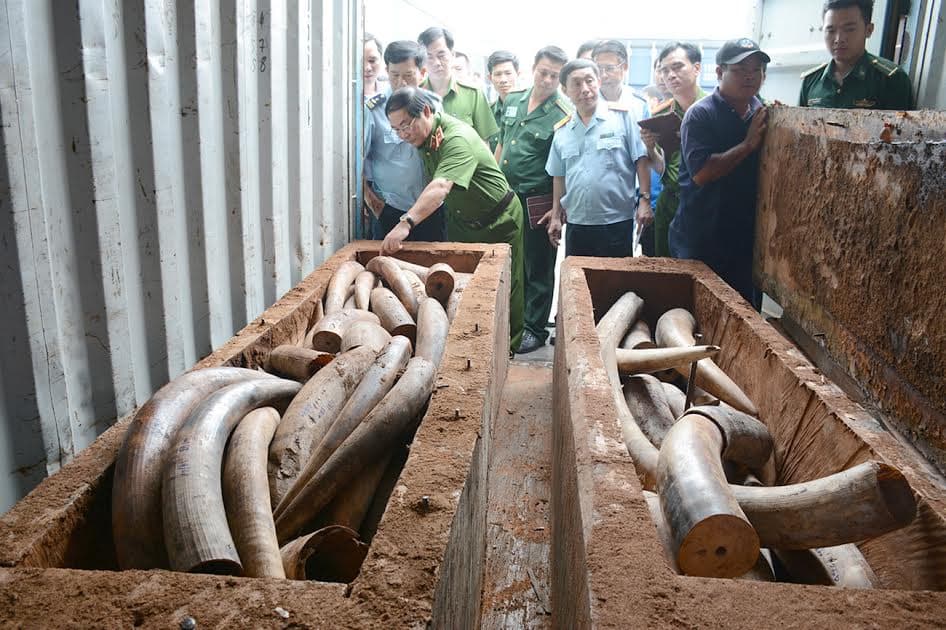 Bắt giữ hơn 2 tấn ngà voi nhập lậu qua cảng Cát Lái