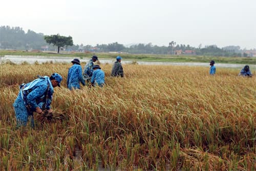 Bộ đội Hải quân dầm mưa cứu lúa