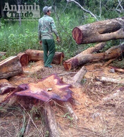 Thông tin từ đường dây nóng