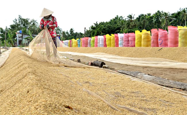 Nhiều “rào cản” nâng cao giá trị ngành hàng lúa gạo