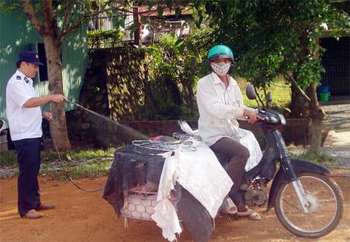 Gia Lai phòng-chống dịch lở mồm long móng cho gia súc