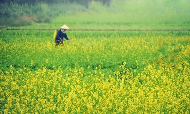 Mùa hoa cải bên sông